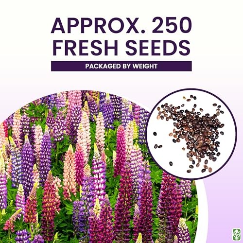 Russell Lupine Seeds Perennial – Grows 40″ Tall – Perennial Wildflowers for