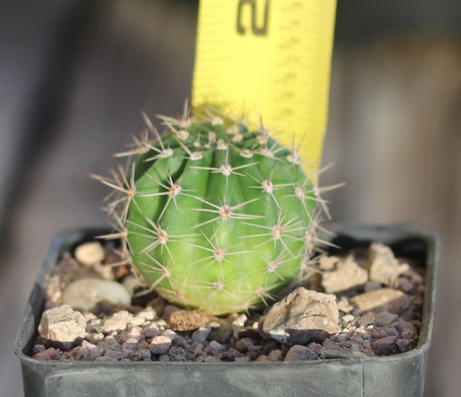 Echinopsis hybrid ‘Desdemona’