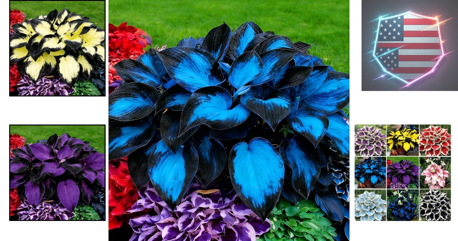 Hosta Seeds for Planting, 290+pcs Rare Perennial Hosta Flower Seeds Plants, N…