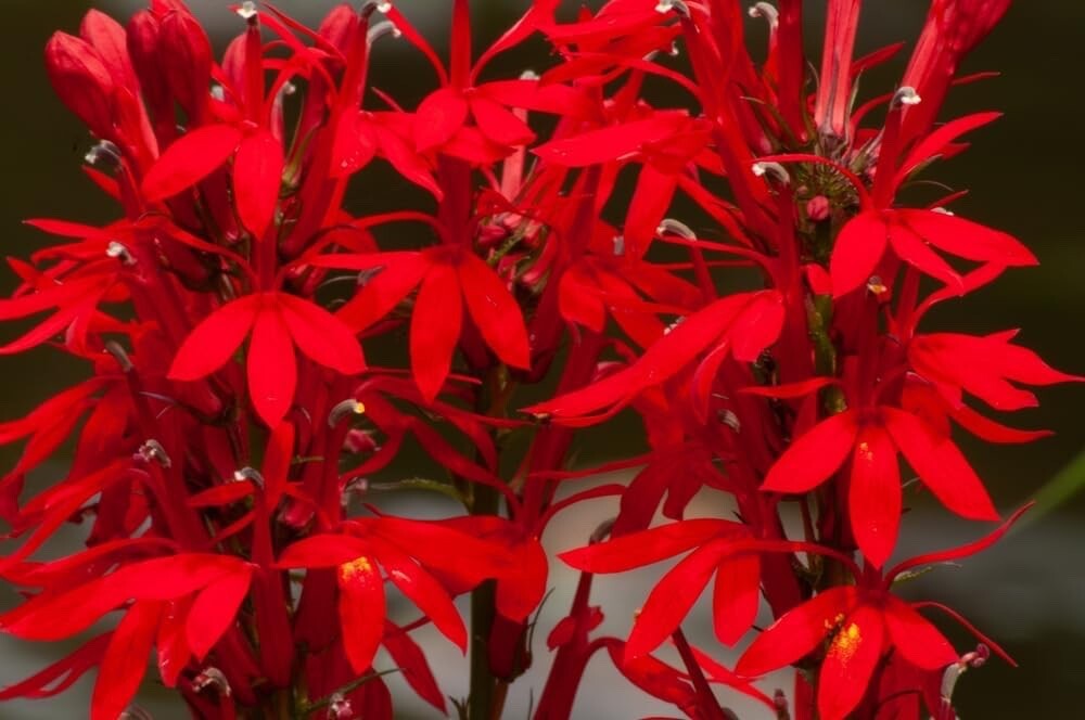 100 Cardinal Flower Seeds for Planting – Lobelia cardinalis – Stunning Red Bloom
