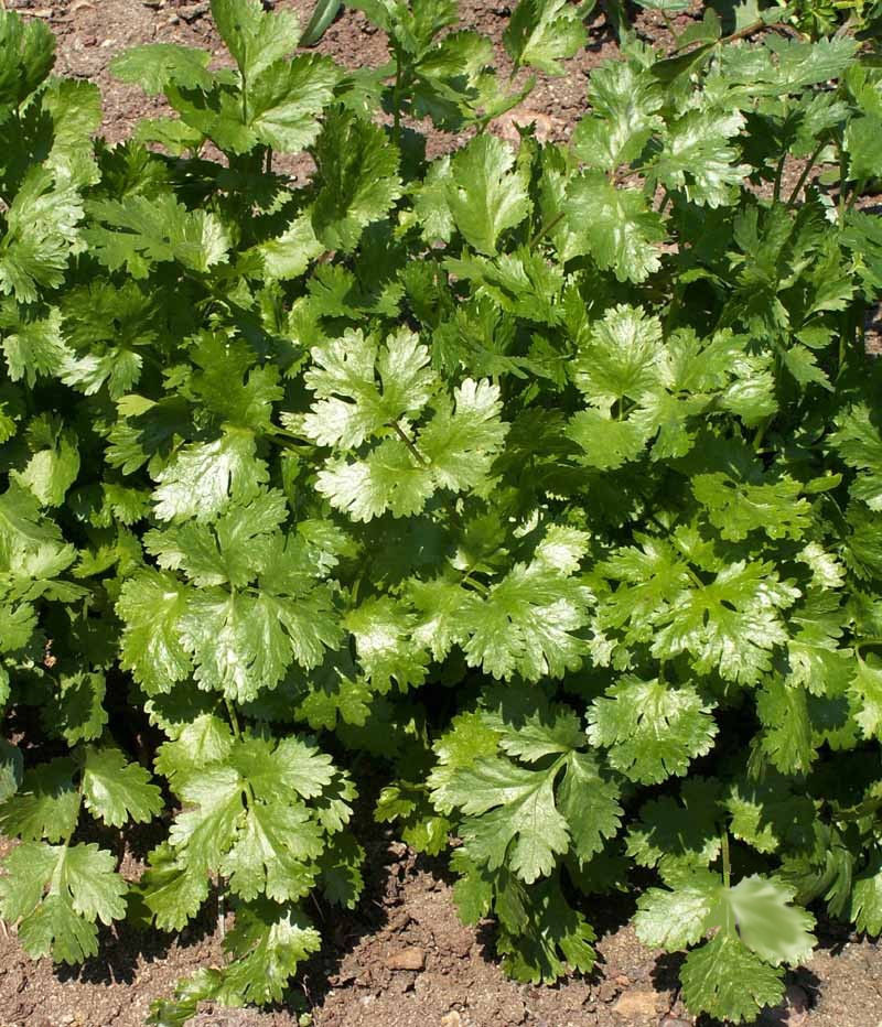 500 CORIANDER Seeds Heirloom Coriandrum Sativum CILANTRO Herb
