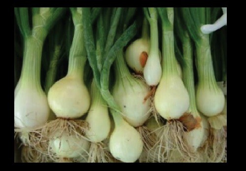 Nebuka Evergreen Bunching Onion select 25 – 1000 Seeds rare Japanese White Bulk