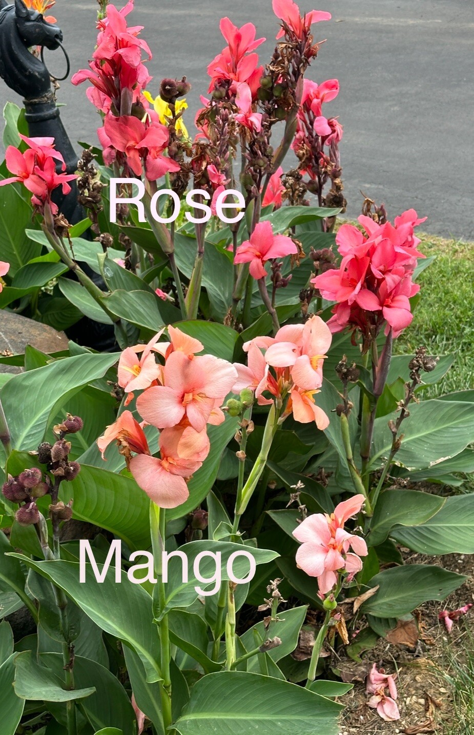 20 DWARf Pink Canna Lily SEEDS~Cannova ROSE~USA Seller~FREE SHIP~Grows To 2-3′