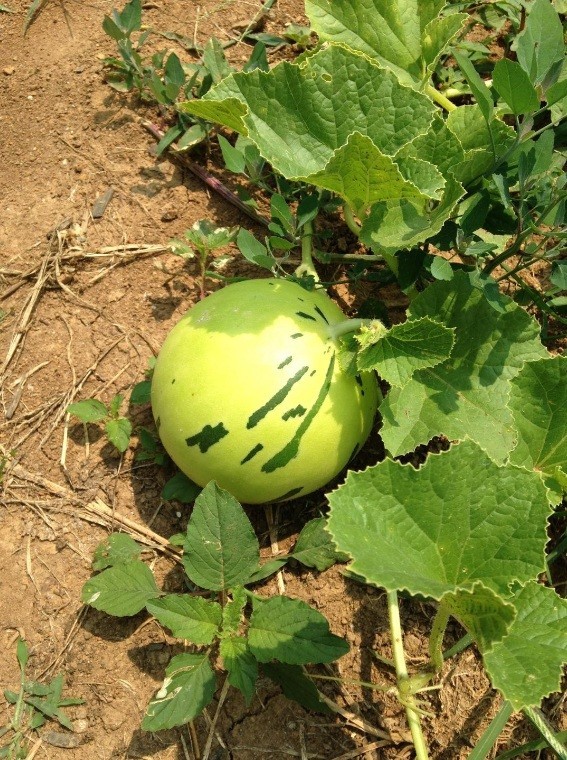 10 Snow Leopard Melon Seeds Unique Beautiful Rare White flesh fruit Asian small