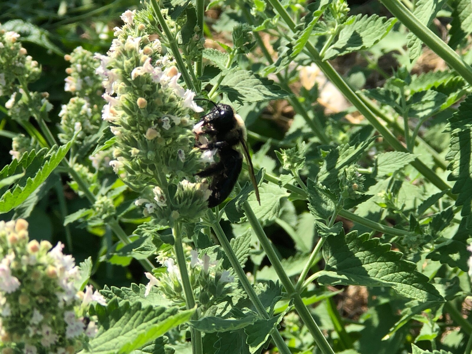 Fresh 2023 Fully Organic Catnip*Nepeta Cataria SEEDS~Perennial Herb *Heirloom