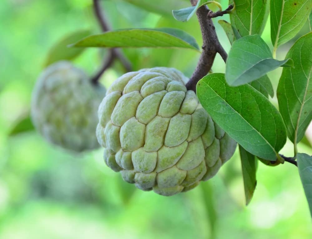 Sugar Apple Tree Seeds for Planting – 5 Seeds -Annona squamosa – Great for Bonsa