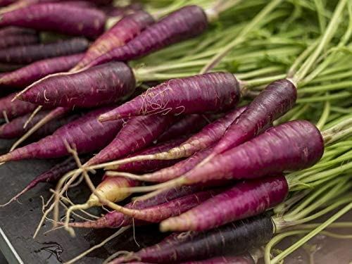 Carrot Seeds- Purple Haze Carrot Seeds , “COOL BEANS N SPROUTS” Brand. Home Gard