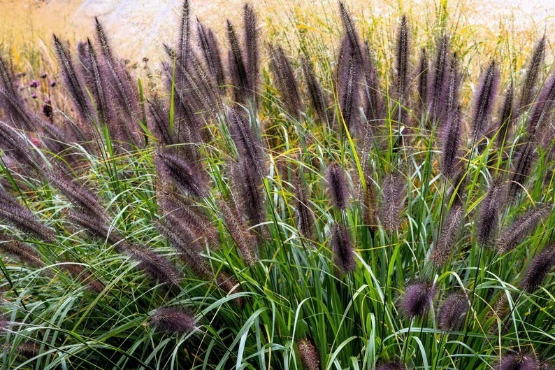 50 Dwarf Black Fountain Grass Seeds. Organic. USA Seeds. Ships free