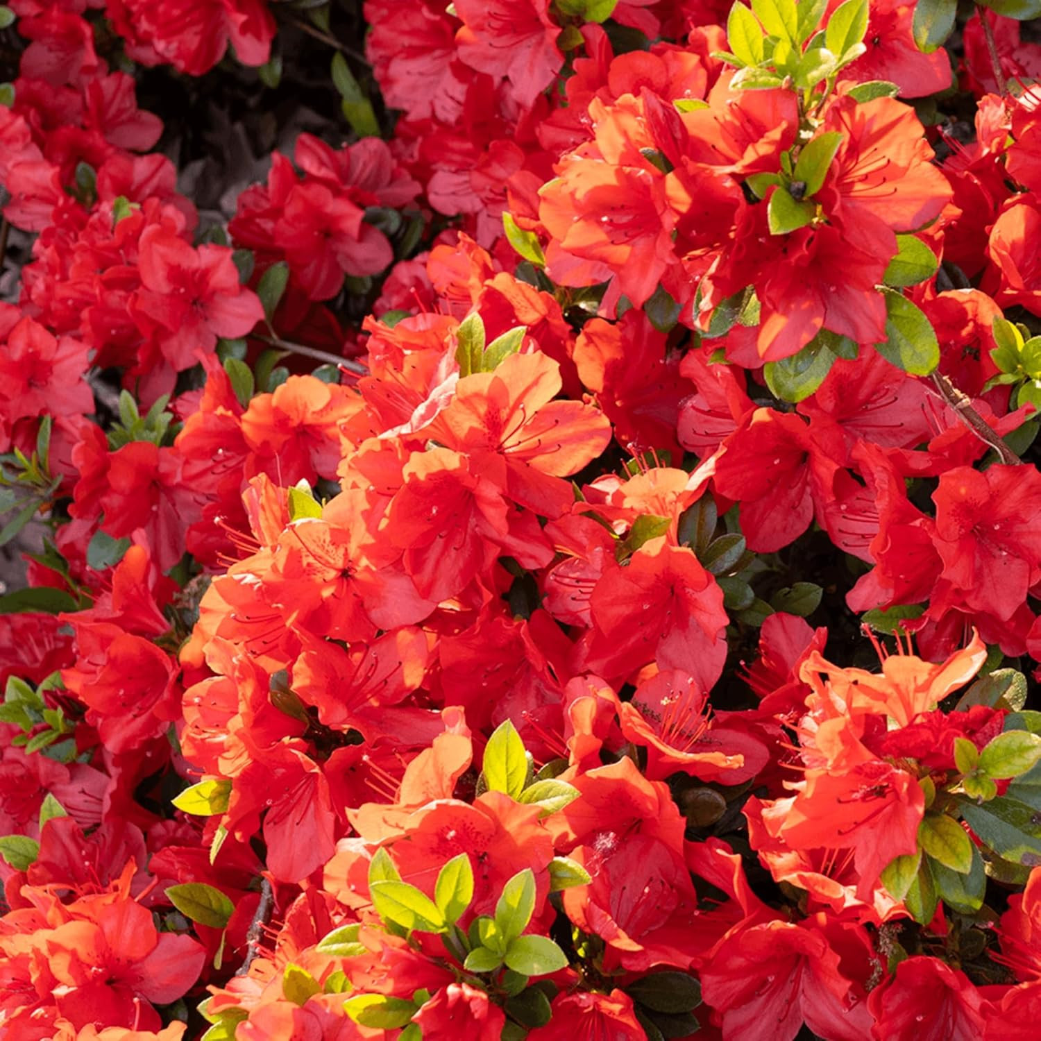 100+ Azalea Flower Seed for Planting Ornamental Flowering Plant Attract Butterfl