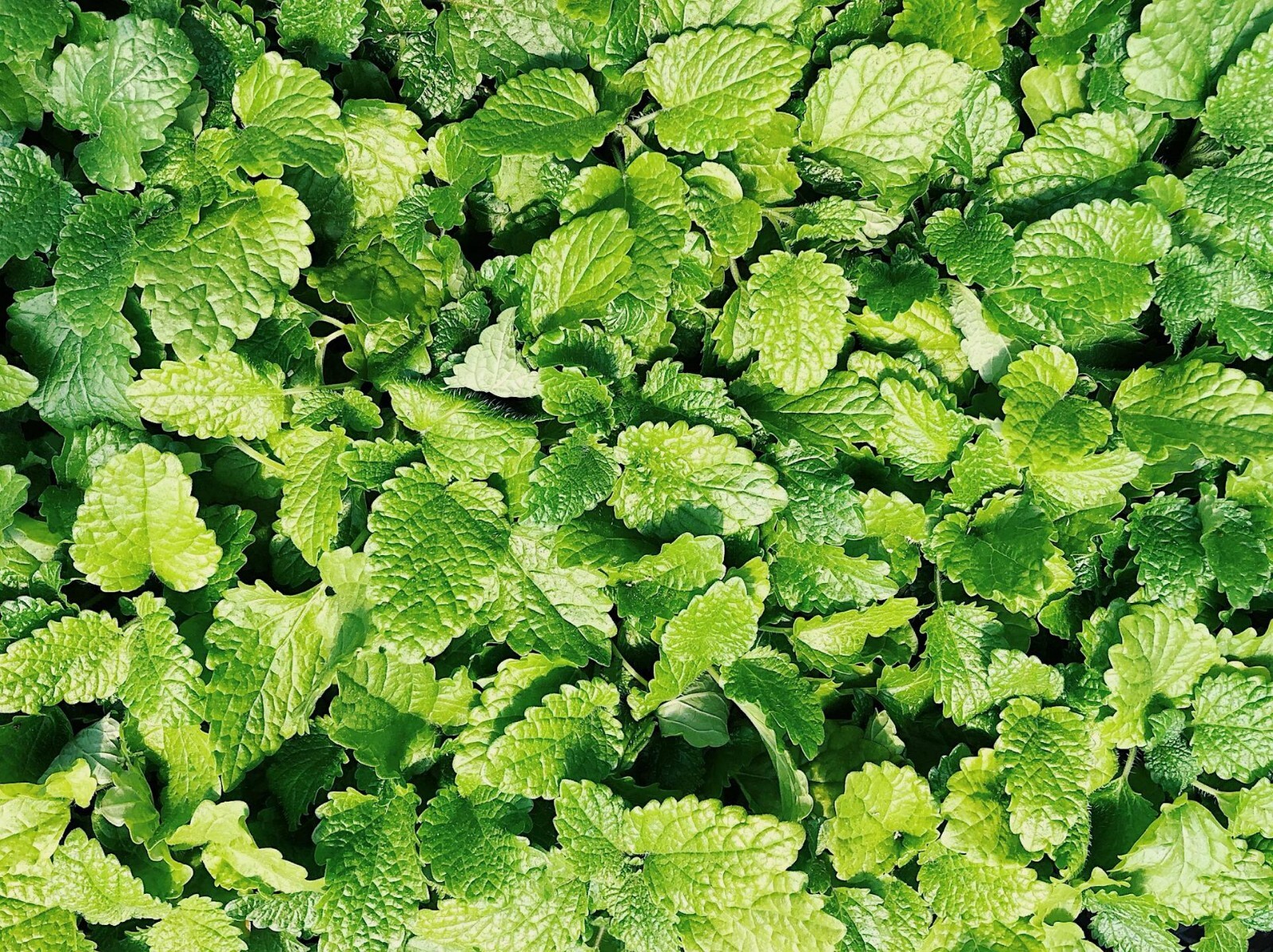 Culinary Spearmint {Mentha spicata} 200+ seeds Free US Shipping!
