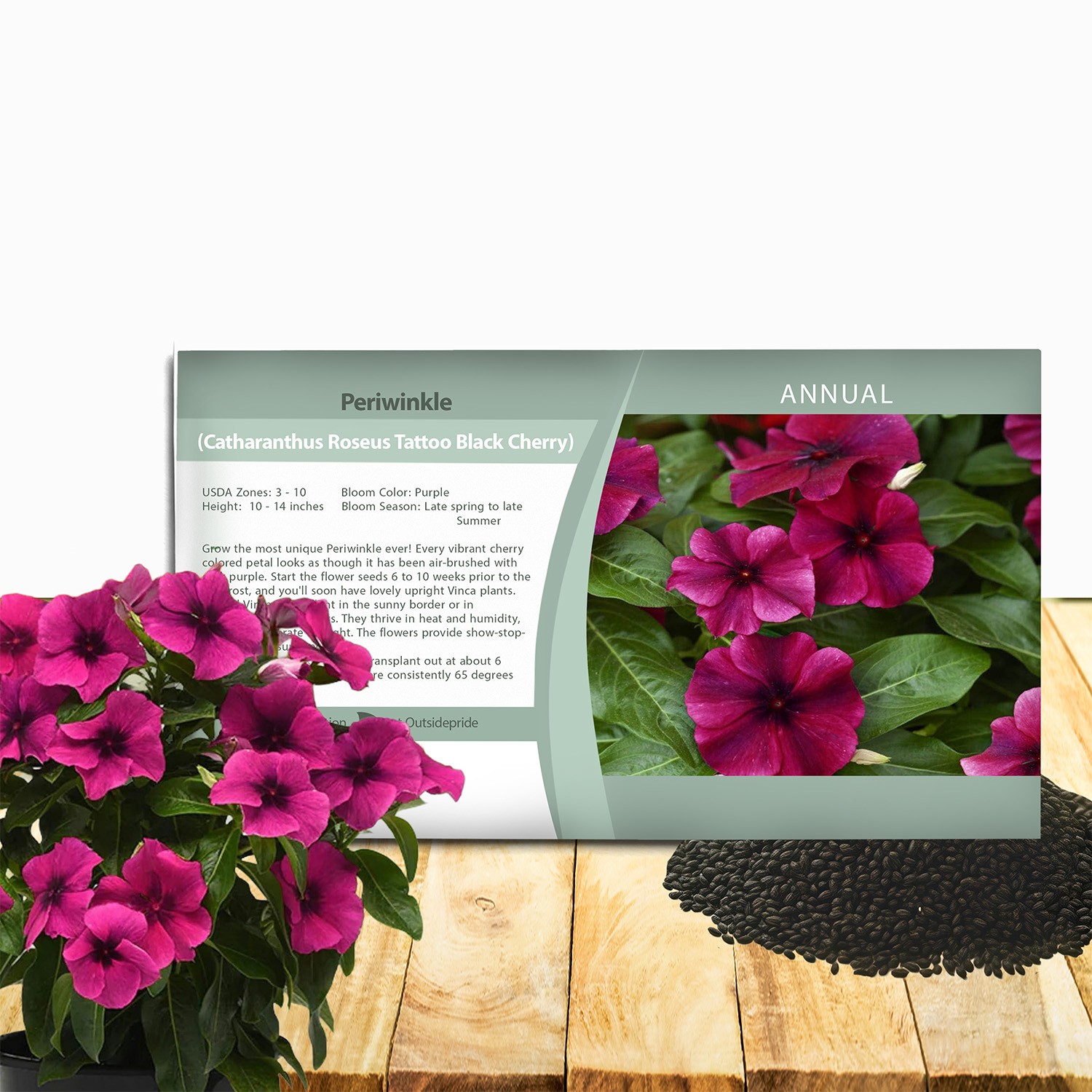 100 Seeds Dark Purple Perwinkle Seeds For Planting | Black Cherry Vinca