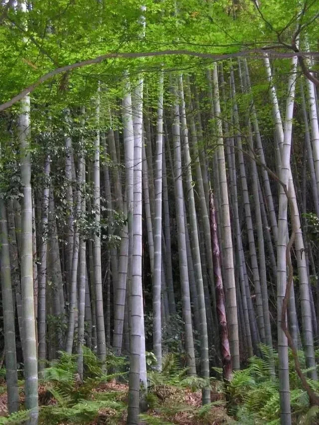 500+ MOSO Bamboo Seeds. Giant Phyllostachys edulis. USA Seller, Fast Shipping