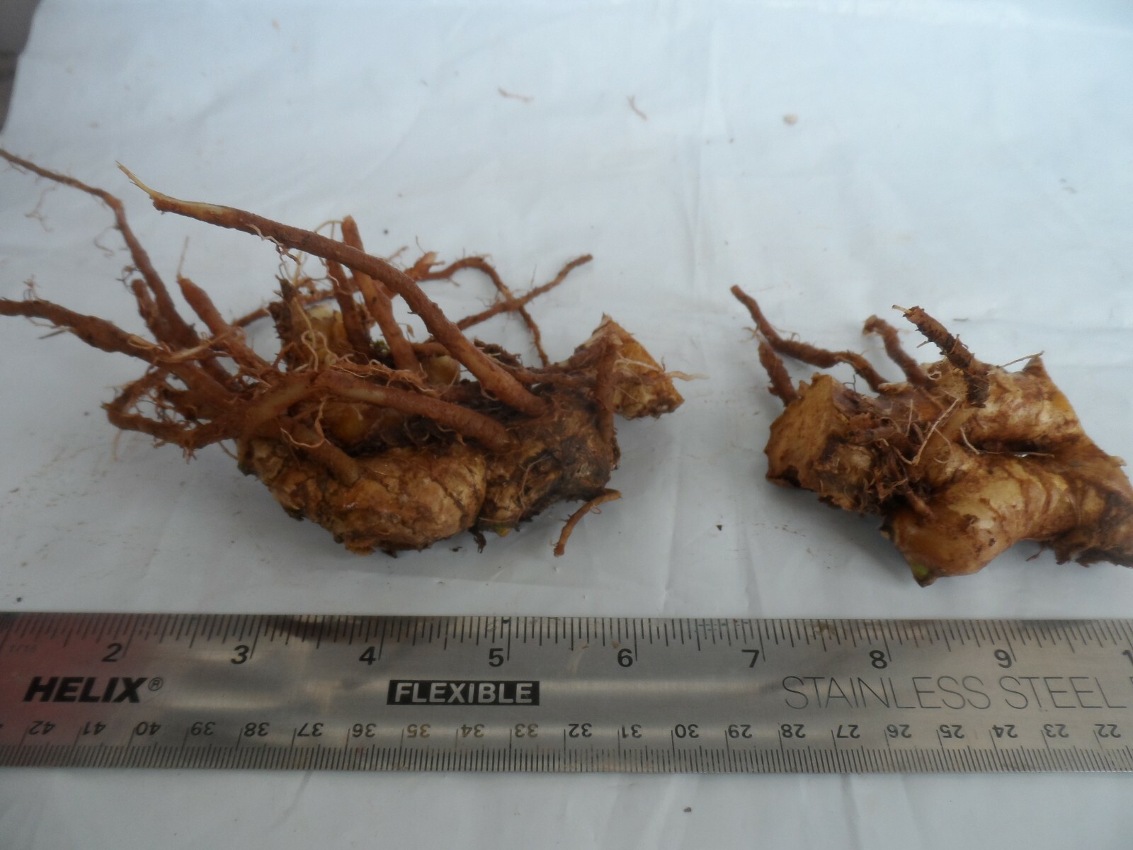 3 Shampoo Ginger Rhizomes, Zingiber Zerumbet, Pine Cone, Free Offer