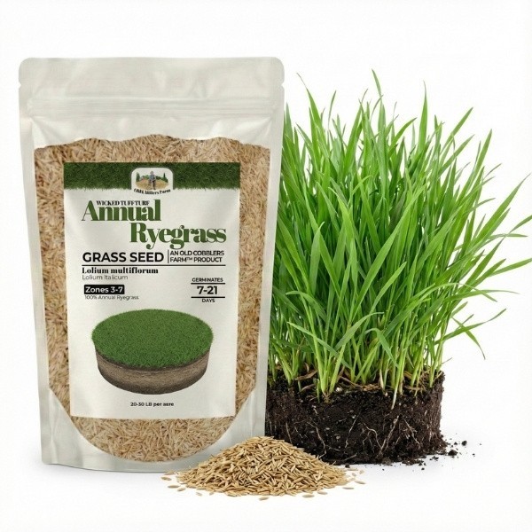 Old Cobblers Farm™ Wicked Tuff Turf Annual Ryegrass- Fast Germination Lawn Grass