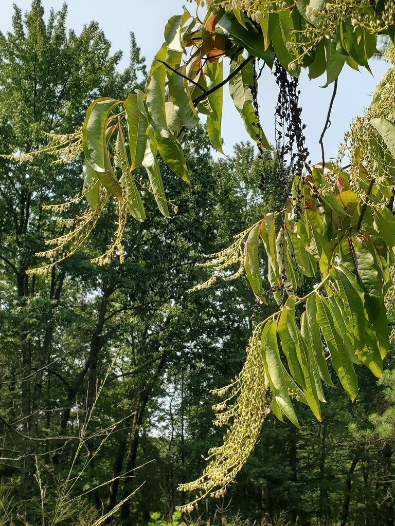 Lily of the Valley Sourwood Seeds (Oxydendrum arboreum) | Honey Bee Tree bonsai