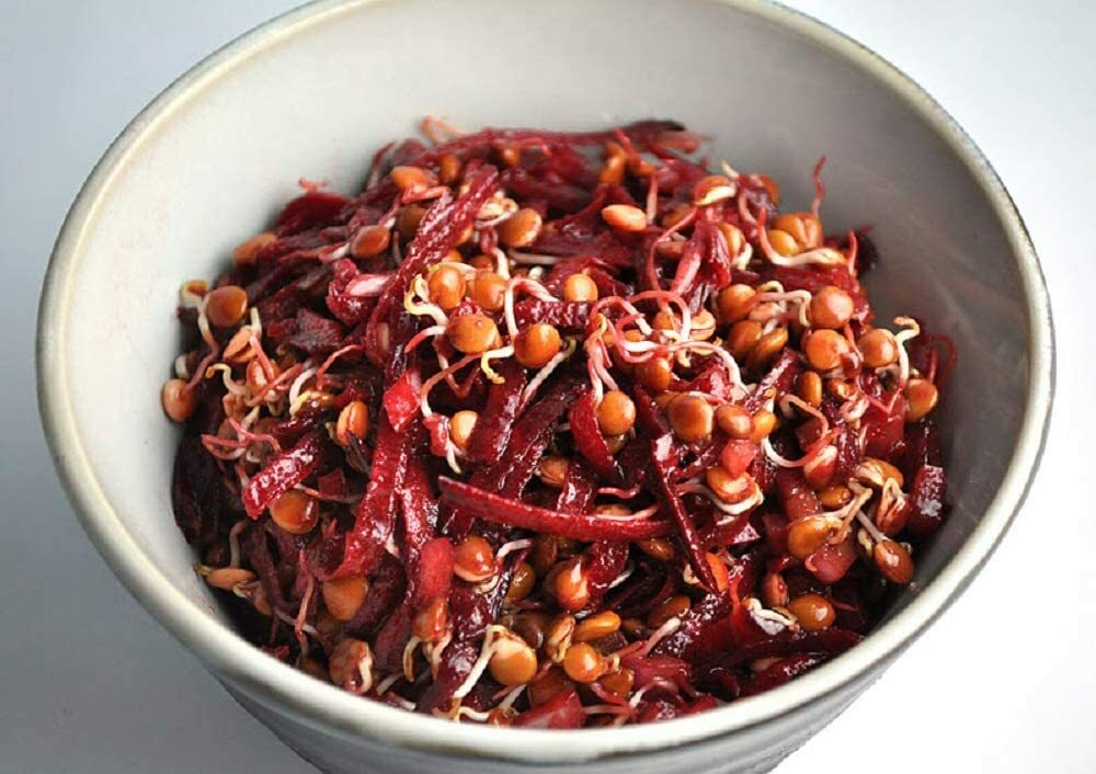 Red Lentil Seeds for Sprouting Microgreens, COOL BEANS N SPROUTS