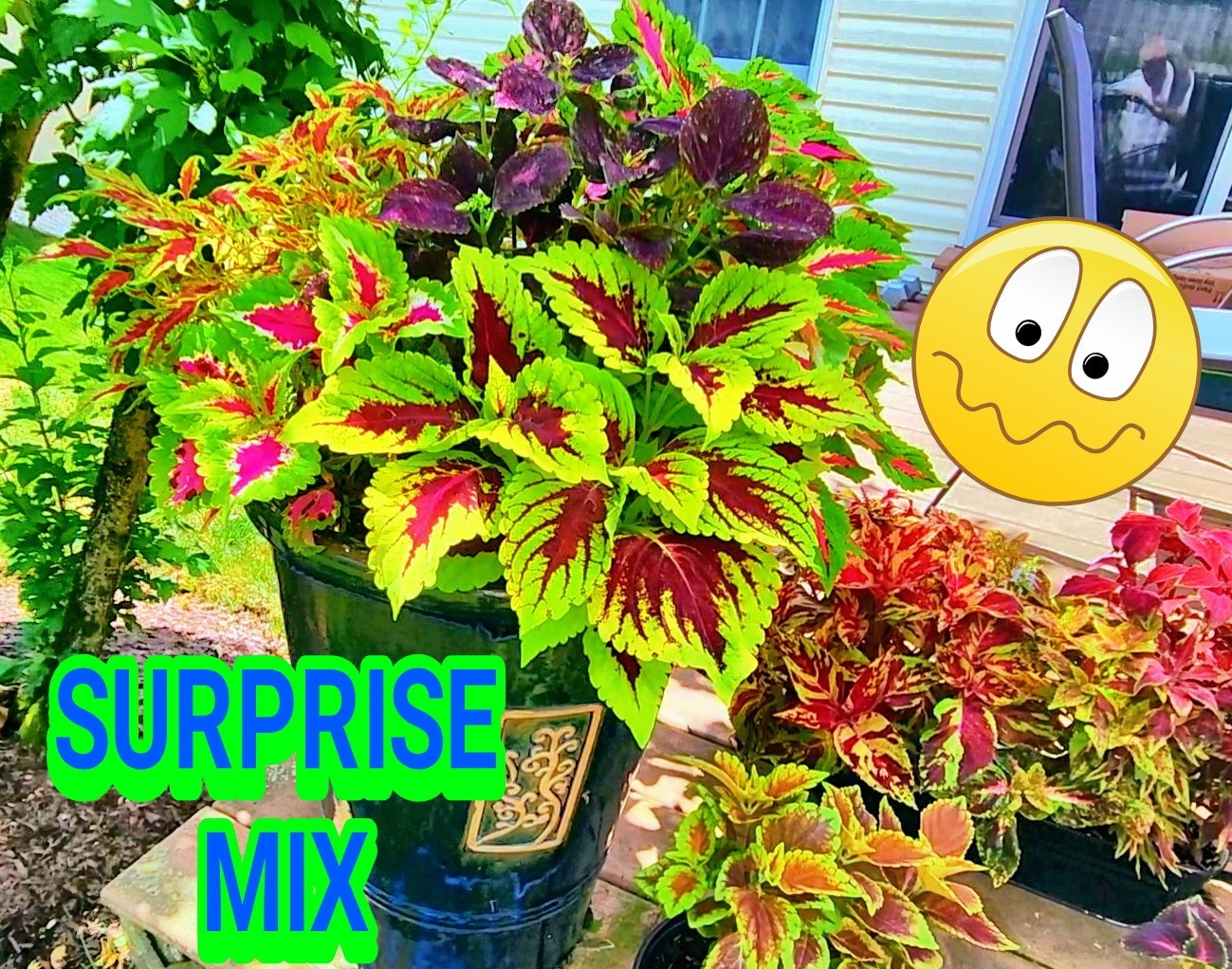 JIM’s CHOICE 8 PACK COLORFUL COLEUS SEEDS FREE SHIPPING