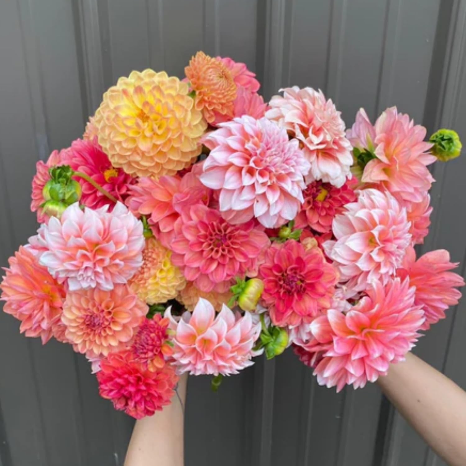 350pcs Mixed Dahlia Flower Seeds for Planting- Non-GMO Heirloom, Multi-Color Pom