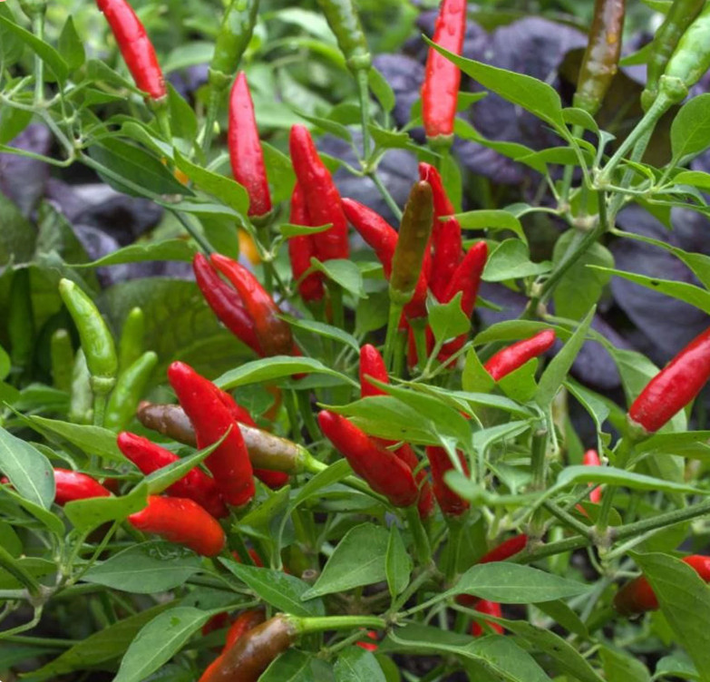 30 Seeds, Aji Picante Puerto Rico, Pico de Paloma, Bird Pepper, Hot Pepper