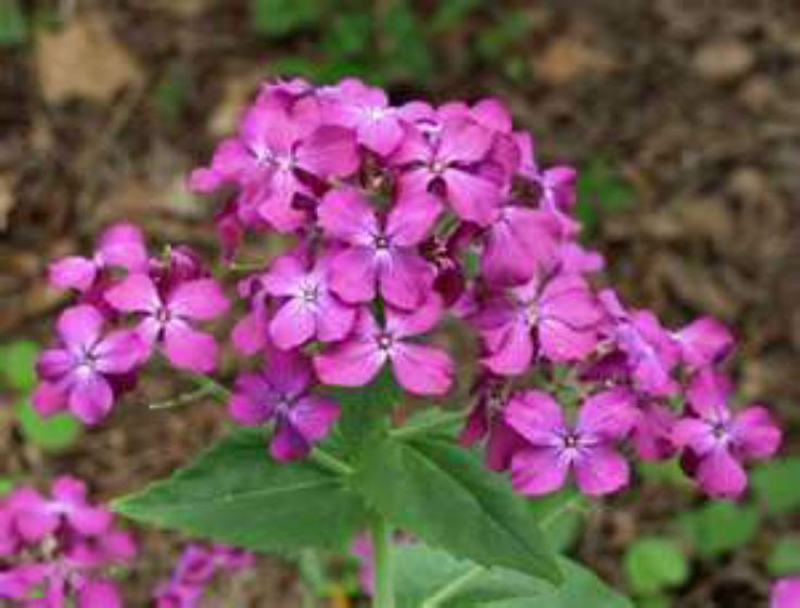 Money Plant Seeds Hardy Perennial 15 seeds – Comb. S/H GREAT FOR CRAFTS!
