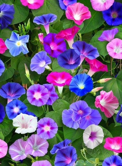 20 Morning GLORY Multi Color Flower Seeds Ascends up Trellis Fragrant Flower