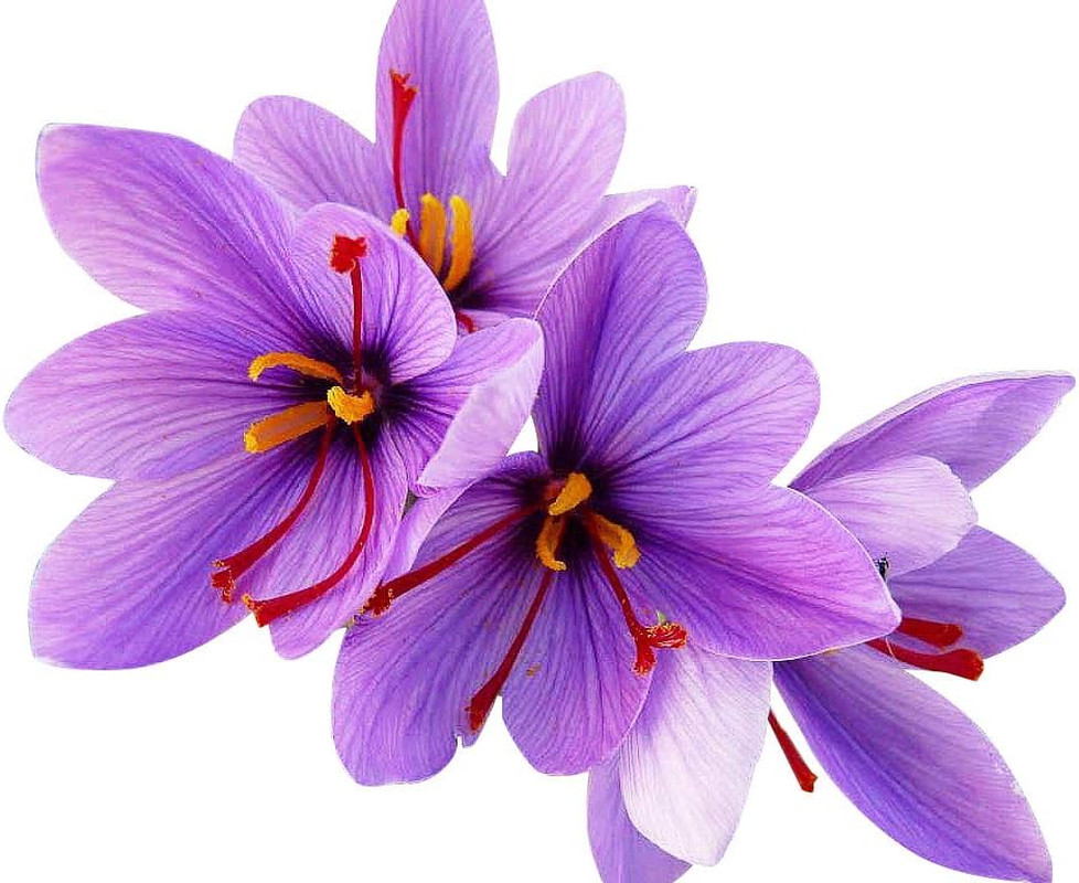 20 Large Saffron Crocus Sativus Corms for Planting – Premium Saffron Crocus Bulb