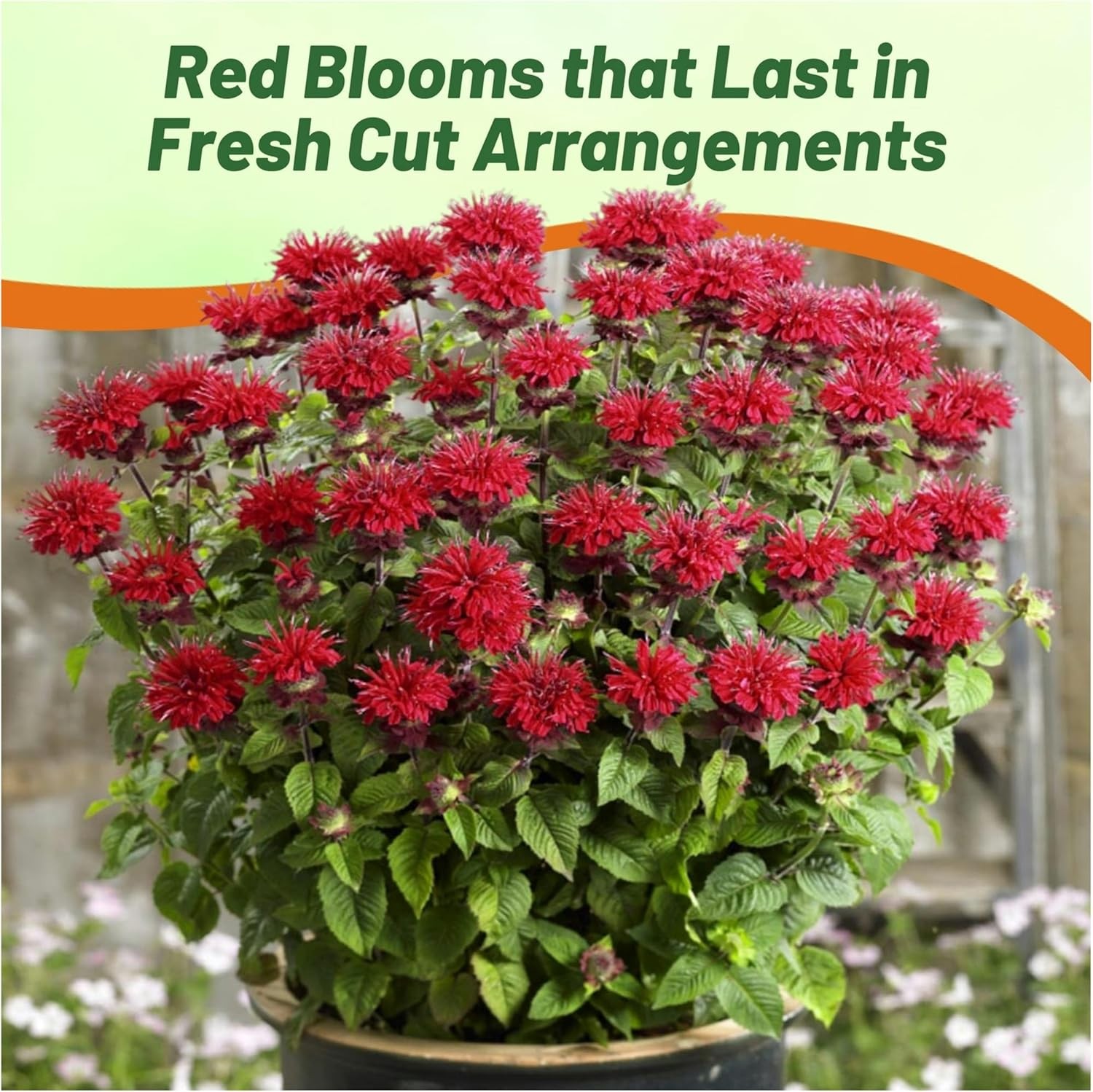 250 Seeds Red Monarda Flower Seeds For Planting | Scarlet Bee Balm Seed