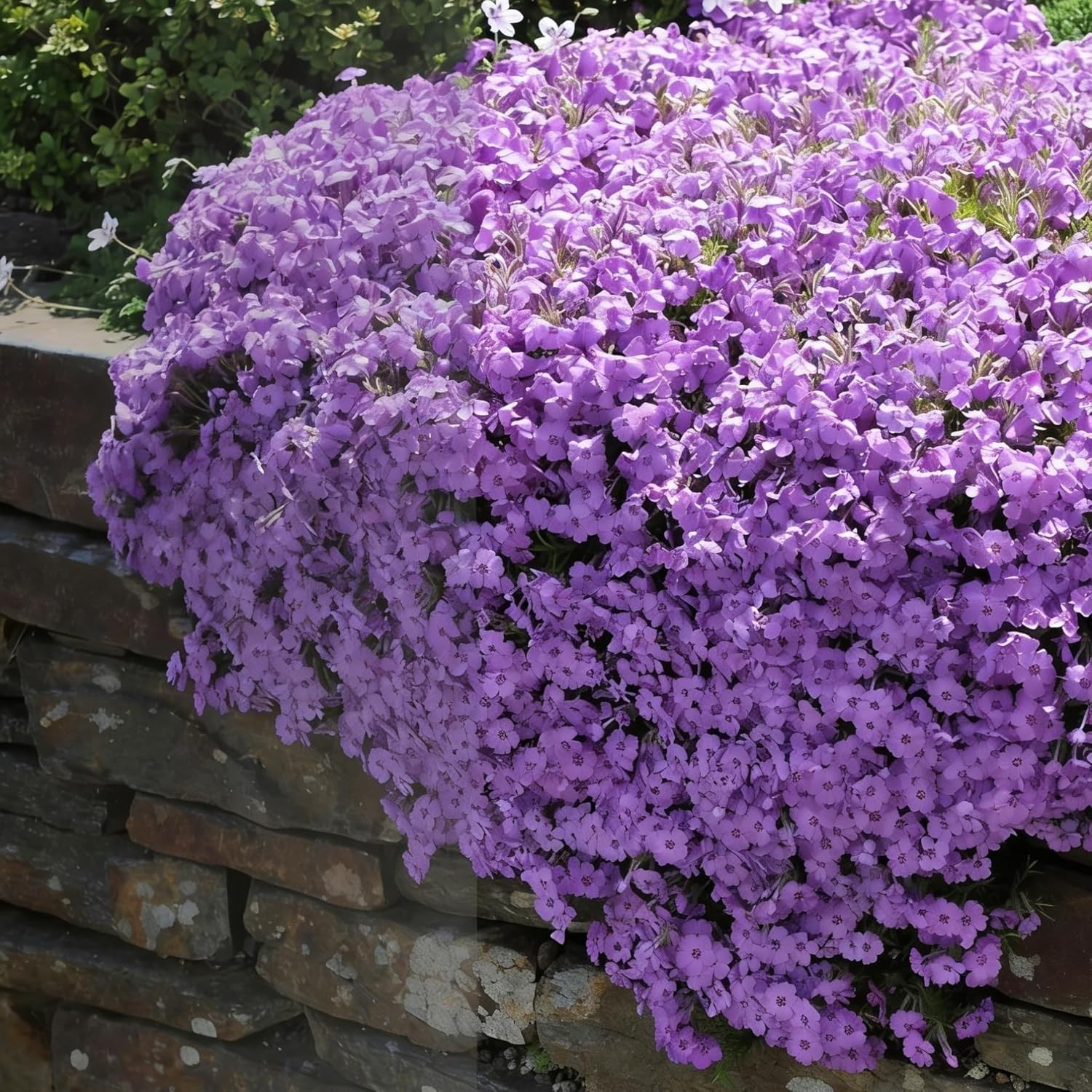 Creeping Phlox Seeds for Planting, 1000+pcs Rare Perennial Creeping Purple Ph…