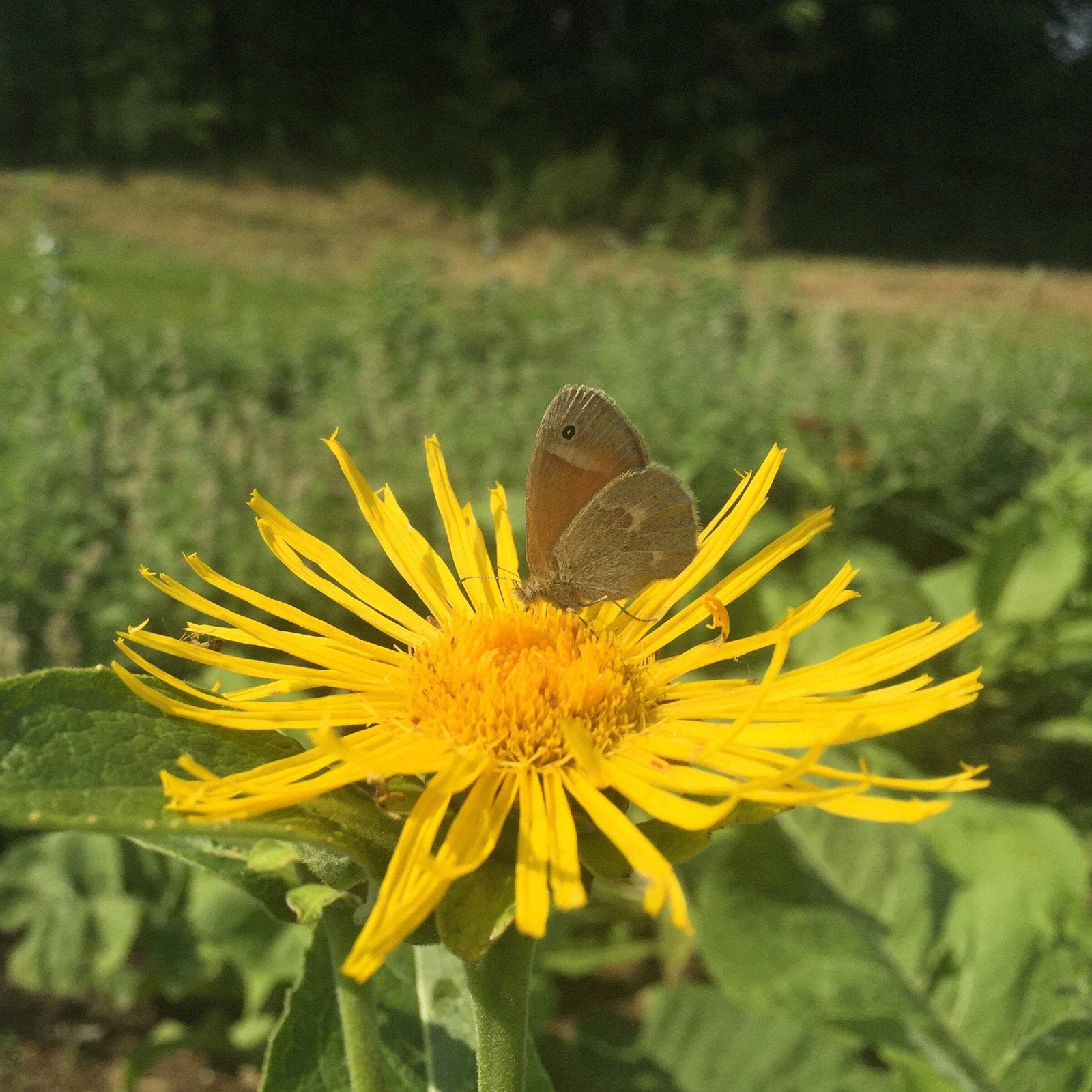 Elecampane Seeds (Inula helenium) ~Traditional Herb Perennial Pollinator Garden