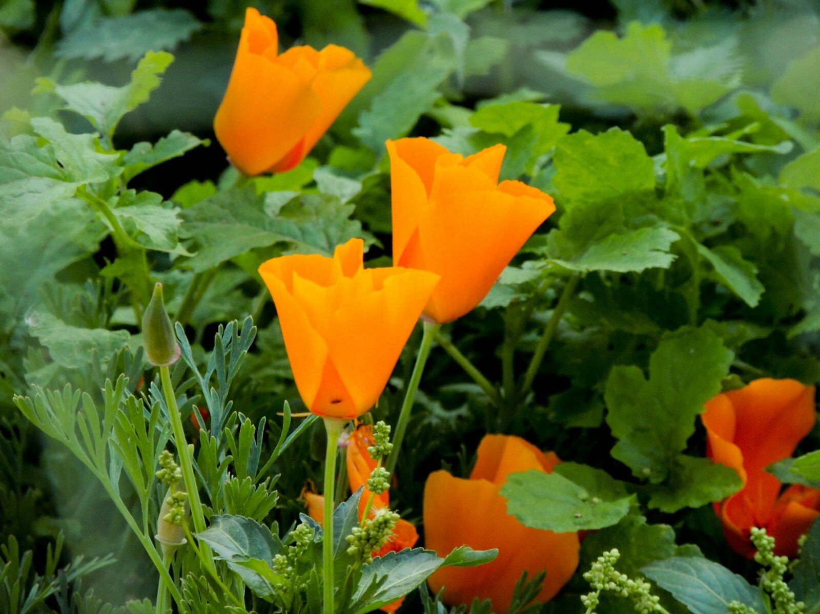 Orange California Poppy Premium seeds annual flower Attracts Pollinators