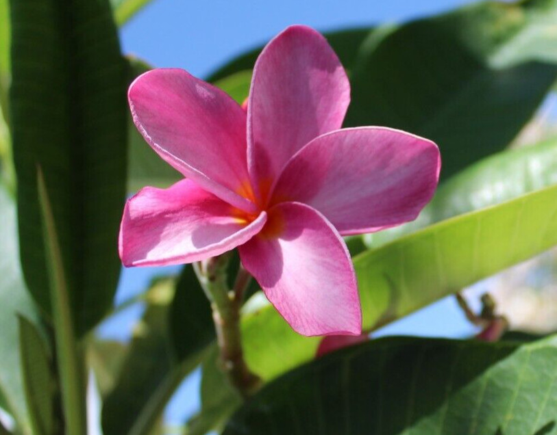 Plumeria Seeds 5 Count Florida Keys Sunset Pink With Orange Eye Franipangi