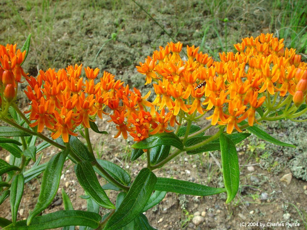 50+ Butterfly Weed Seed, Asclepias Tuberosa, FOR BUTTERFLIES AND HUMMINGBIRDS