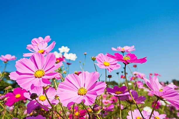 200 GLORIA COSMOS SEEDS | SALE FREE SHIPPING NON GMO HEIRLOOM
