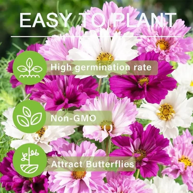 1000 Double Cosmos Seeds for Planting – Fully Double Blooms, Mixed Colors, Op…