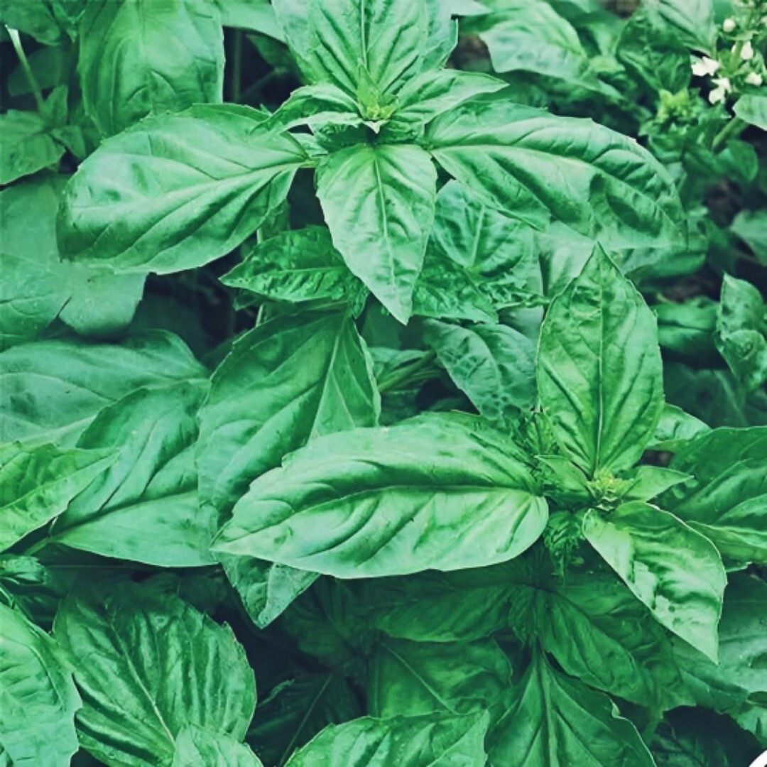 Genovese Basil. 1200 seeds.