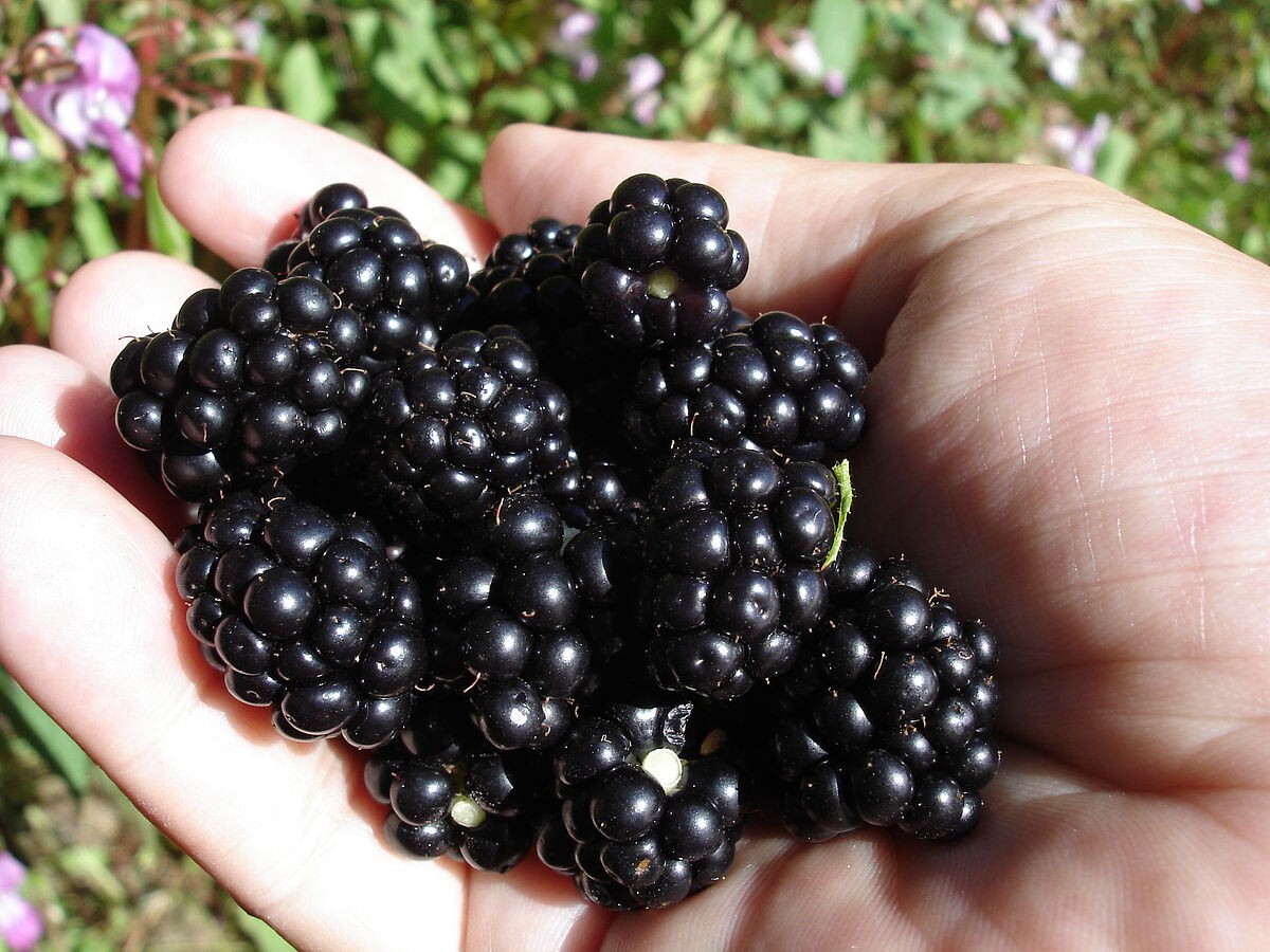 100 SEEDS Organic Blackberry Blackberries Non-GMO USA Home Grown Very Sweet