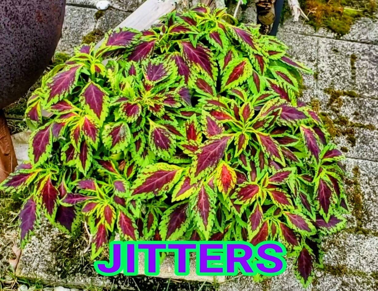 JIM’s CHOICE 8 PACK COLORFUL COLEUS SEEDS FREE SHIPPING