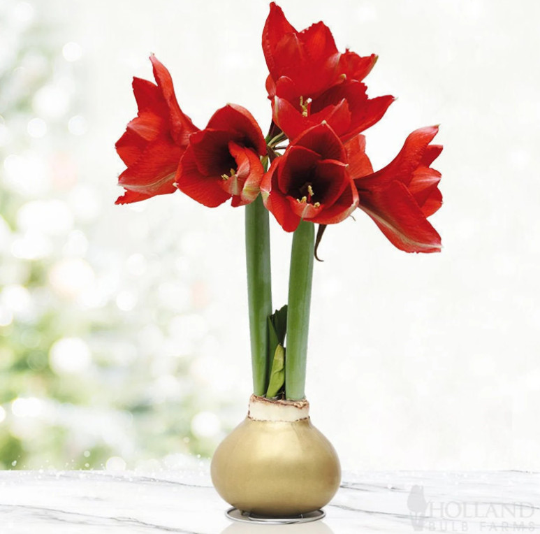 Gold Waxed Amaryllis Bulb with Stand, No Water Needed, Blooms 4-8 Weeks