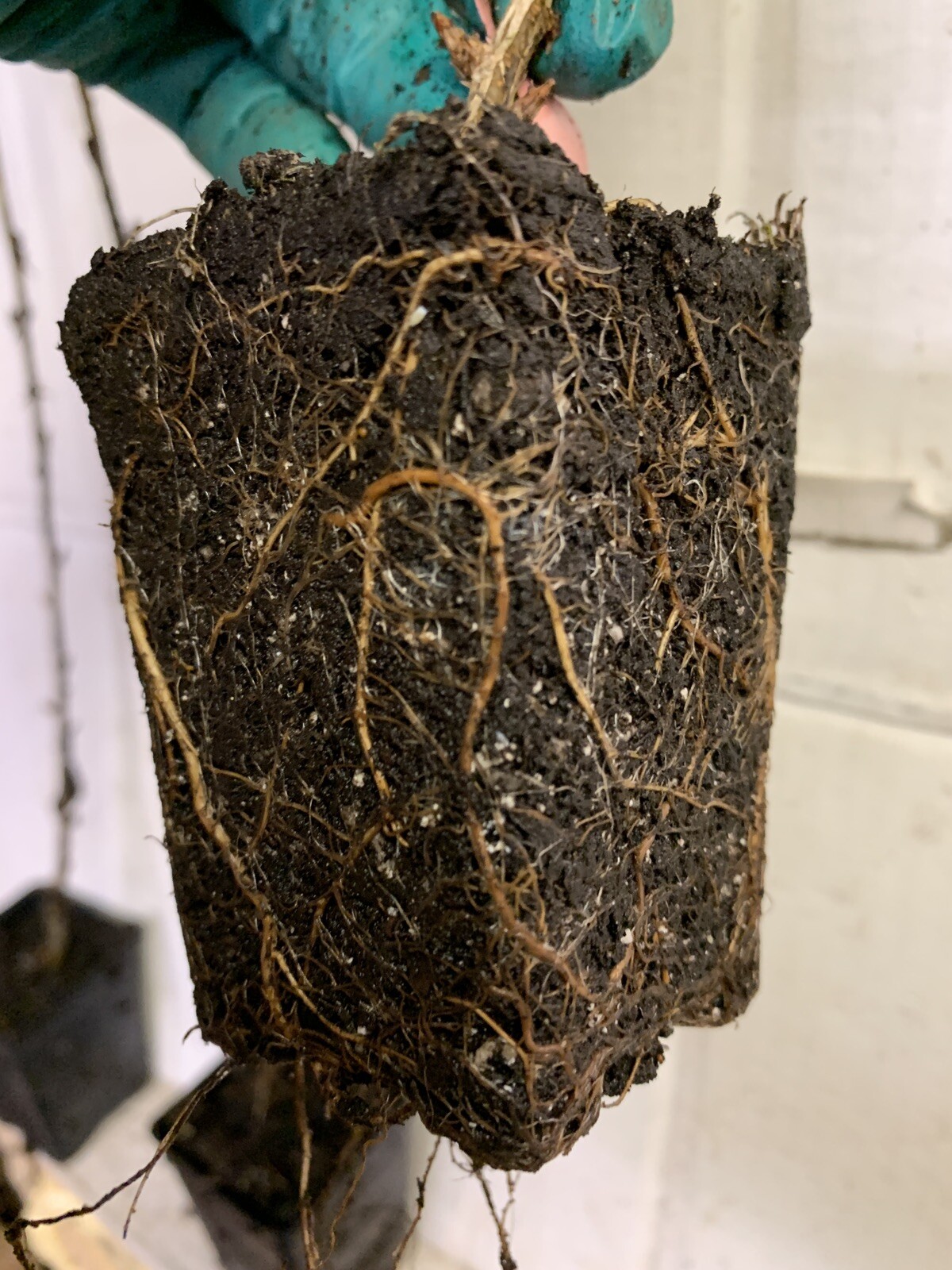 Captivator Red Gooseberry Plant well rooted starter plant 6-12 inches tall