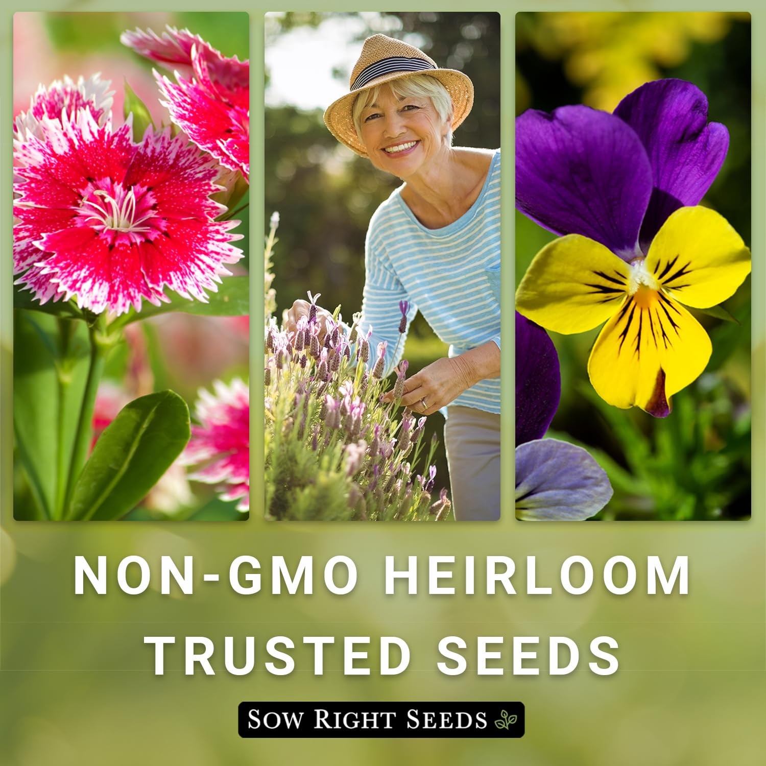 Sweet William Mix Flower Seeds Biennial Non GMO Heirloom Packet Garden Blooms