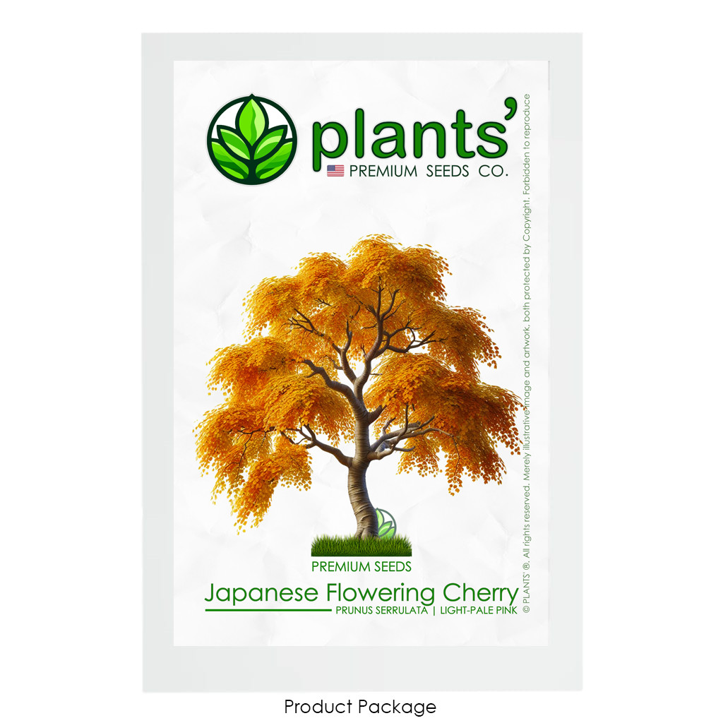 Japanese Cherry Tree PB | Premium Seeds | Prunus serrulata ‘Fall’ | Plants’®