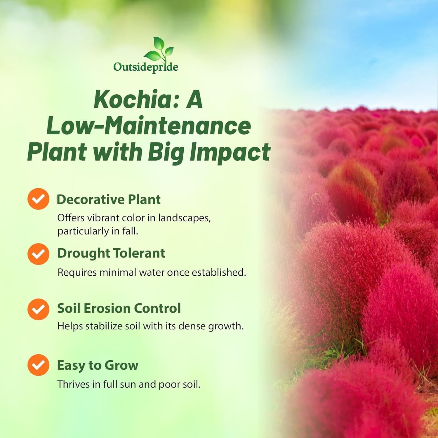 5000 Seeds Burning Bush Seeds – Kochia Trichophylla Burning Bush Flower Seeds