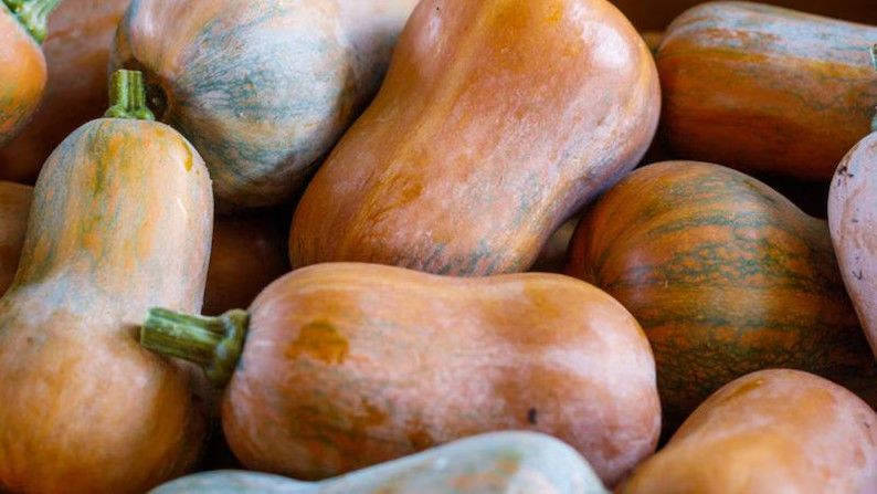 10 Honeynut Squash Seeds. Organic. USA Seeds. Ships free