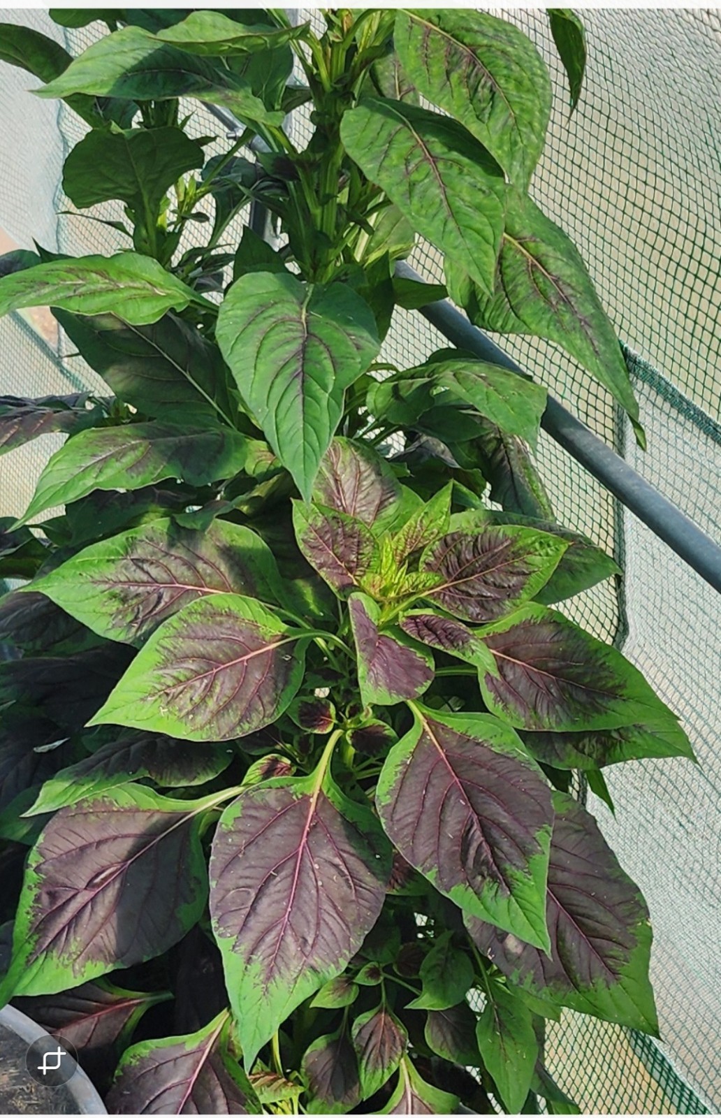 Organic Red Nigerian Spinach Seeds, (Lagos Spinach/Shoko) x 100