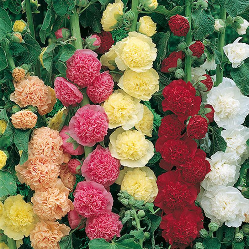 Hollyhock MAJORETTE DOUBLE MIX Dwarf Biennial Pollinators USA Non-GMO 50 Seeds!