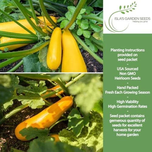 Early Prolific Yellow Straightneck Summer Squash Seeds for Planting, 50+
