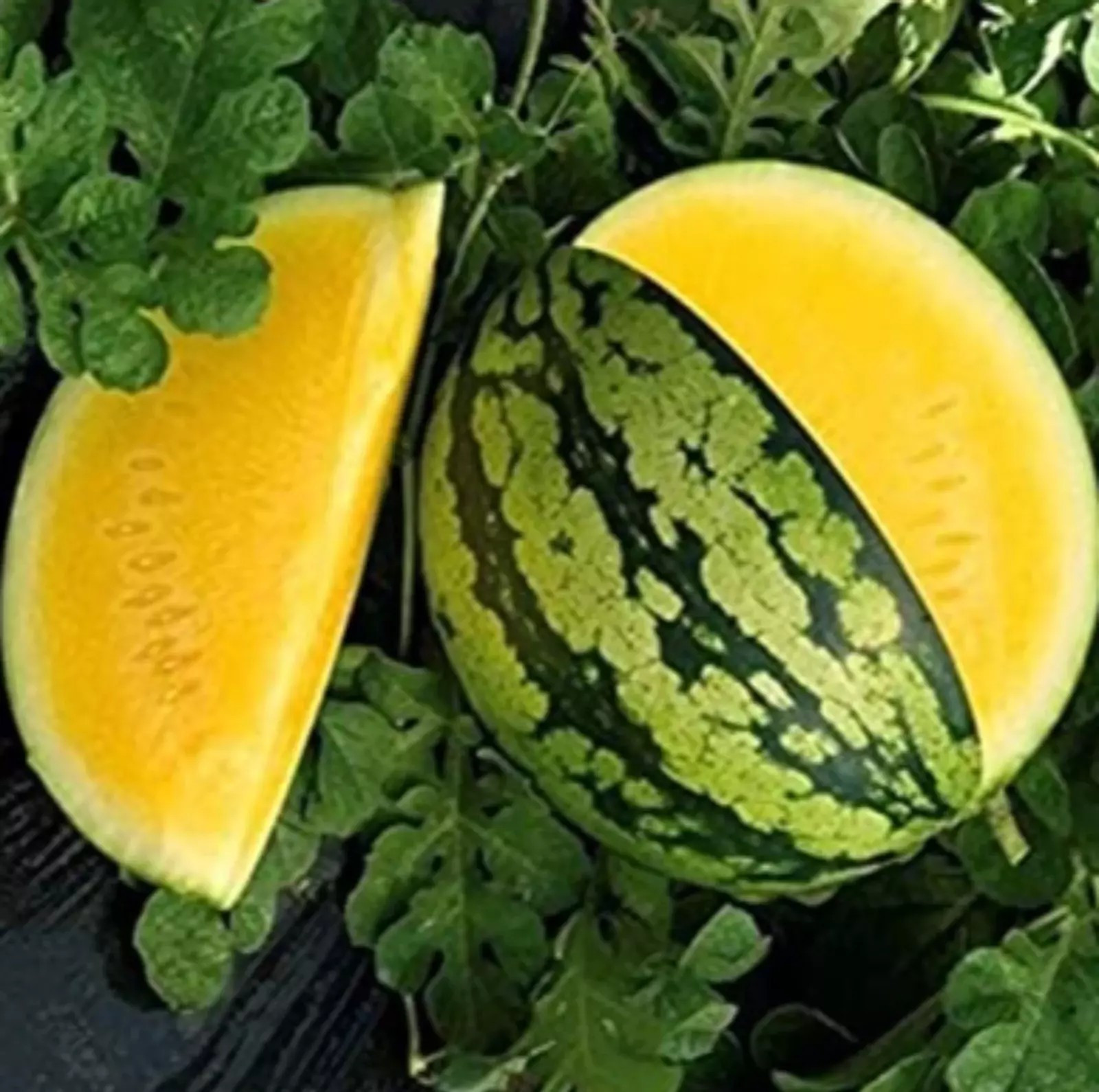 25+ Yellow Gem Watermelon Seeds – Non GMO – True Yellow – Very Sweet! —– RARE