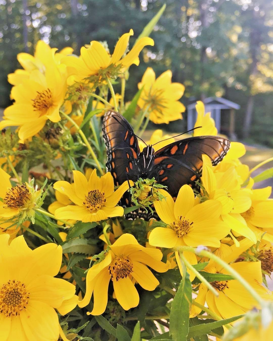 101+SWAMP MARIGOLD Seeds Tickseed Native Wildflower Shrub Bush Flowers Fast Easy