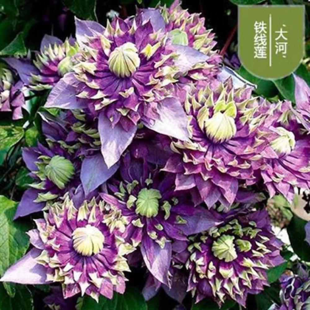 (10) CLEMATIS SEEDS rare exotic climber flower vine garden USA SELLER W/TRACK