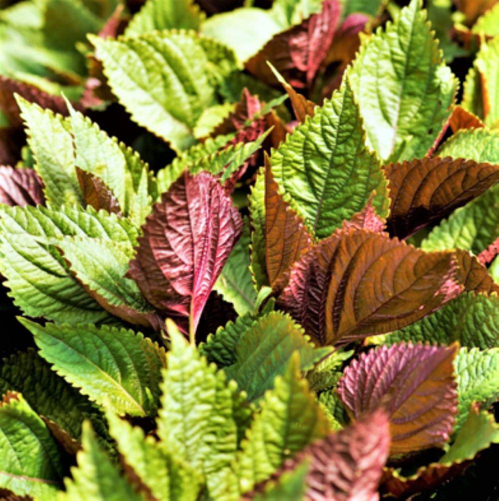Vietnamese Perilla (Shiso) Seeds | La Tía Tô Asian Mint Thai Basil Seed for 2024